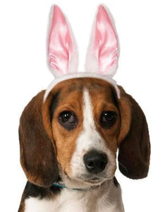 Dog bunny ears